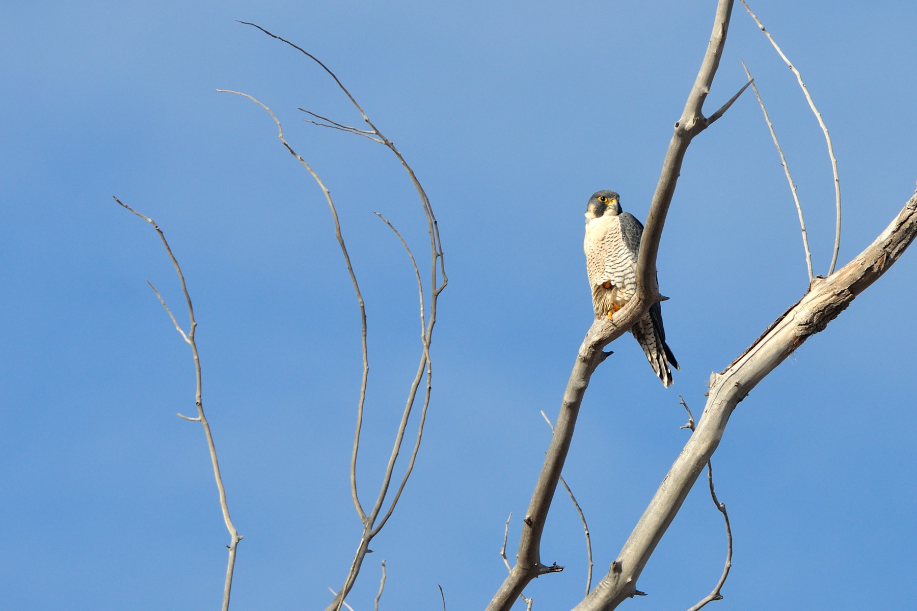 Birds of NM