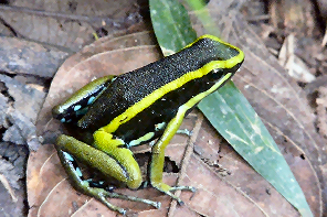 Poison Dart Frog